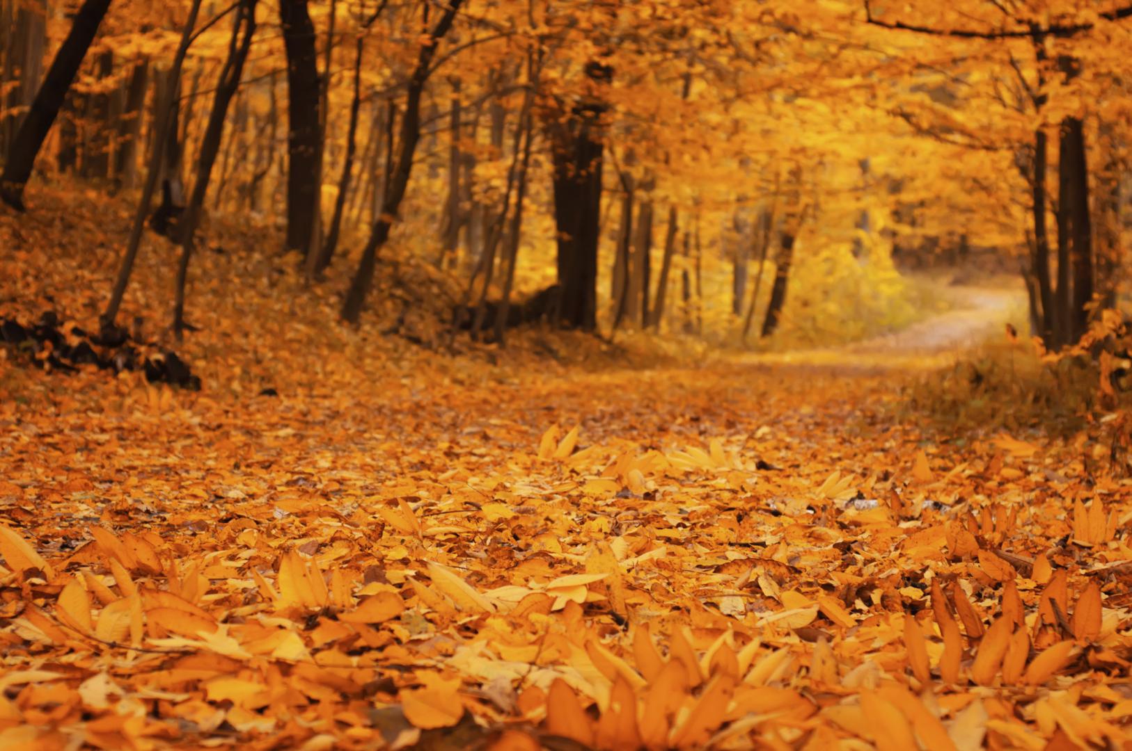 testA TP-Link Kit Powerline Gigabit Passthrough, HomePlug AV2,IEEE 1901, - imagine 4